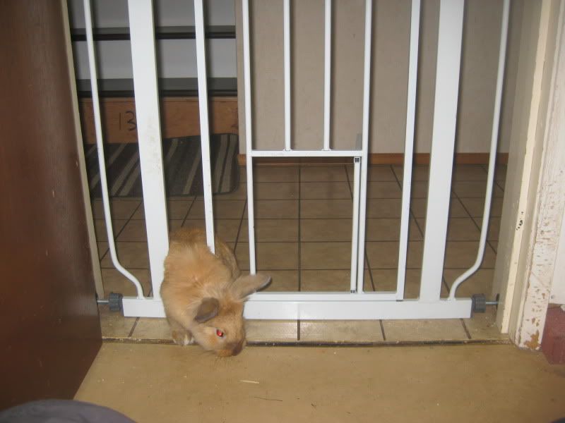 Any Pet Gate Suggestions? Rabbits Online Pet Rabbit & Bunny Forum
